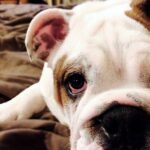 perro con los ojos rojos