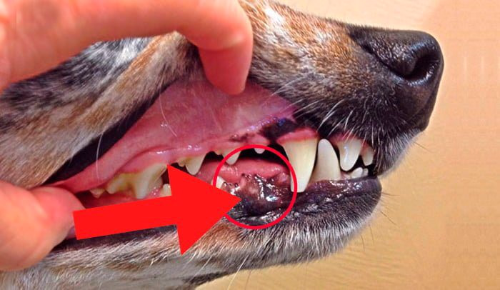 perro-con-melanoma-en-la-boca
