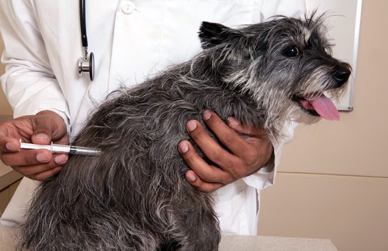 perro-en-clínica-veterinaria-para-ser-vacunado