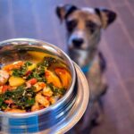 perro esperando su comida casera