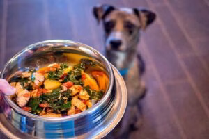 perro esperando su comida casera