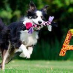 perro sano corriendo