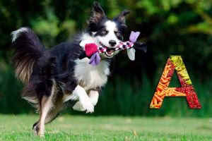 perro sano corriendo