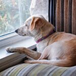 perro solo en casa mirando por la ventana