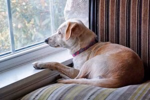 perro solo en casa mirando por la ventana