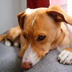 perro tumbado con dolor de tripas y ruidos