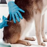 vacunando a un perro en el veterinario