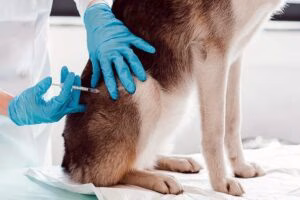 vacunando a un perro en el veterinario