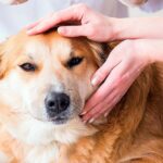 veterinario revisando bola en el cuello de un perro