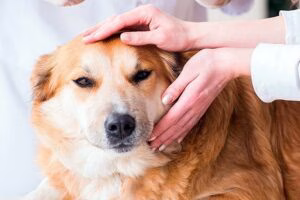 veterinario revisando bola en el cuello de un perro
