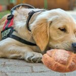 Perro comiendo pan