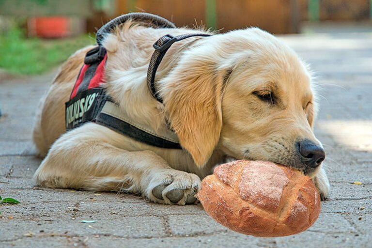 Estil vrai que les chiens peuvent manger du pain? Nos amis les animaux