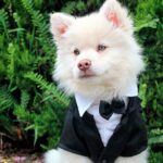 cachorro con mucha perronalidad