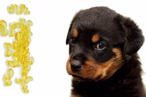 cachorro de perro con omega3