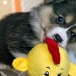 cachorro de perro mordiendo su juguete