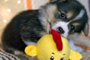 cachorro de perro mordiendo su juguete