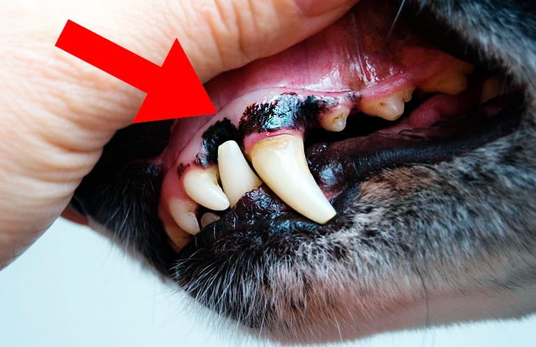 color-black-in-the-gums-of-a-dog "width =" 770 "height =" 498 "srcset =" https://soyunperro.com/wp-content/uploads/2020/06/color-lack -in-the-gums-of-a-dog.jpg 770w, https://soyunperro.com/wp-content/uploads/2020/06/color-negro-en-las-encias-de-un-perro- 300x194.jpg 300w, https://soyunperro.com/wp-content/uploads/2020/06/color-negro-en-las-encias-de-un-perro-768x497.jpg 768w, https: // soyunperro. com / wp-content / uploads / 2020/06 / color-black-in-the-gums-of-a-dog-696x450.jpg 696w, https://soyunperro.com/wp-content/uploads/2020/06 /color-negro-en-las-encias-de-un-perro-649x420.jpg 649w "tailles =" (largeur max: 770px) 100vw, 770px