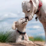 dos perros saludandose