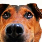 mi perro tras golpearme con su hocico