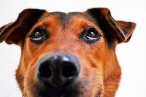 mi perro tras golpearme con su hocico