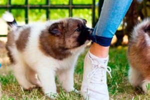perrito mordisqueando el pantalón de su humana