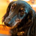 perro adoptado con mirada agradecida