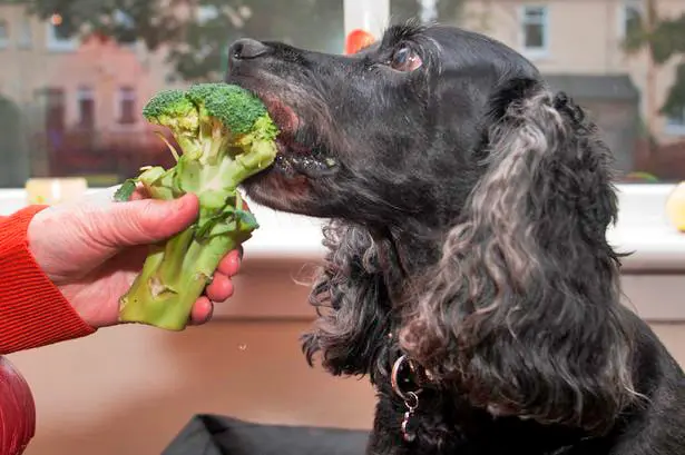 собачье поедание сырой брокколи