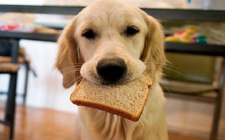 собачий хлеб