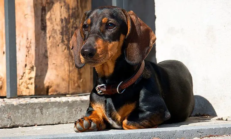 perro-con-el-pelo-muy-brillante