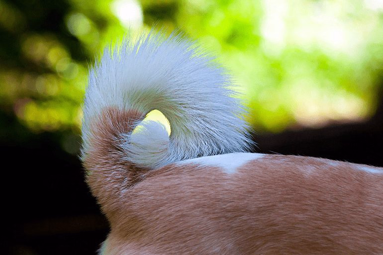 perro-con-la-cola-erizada