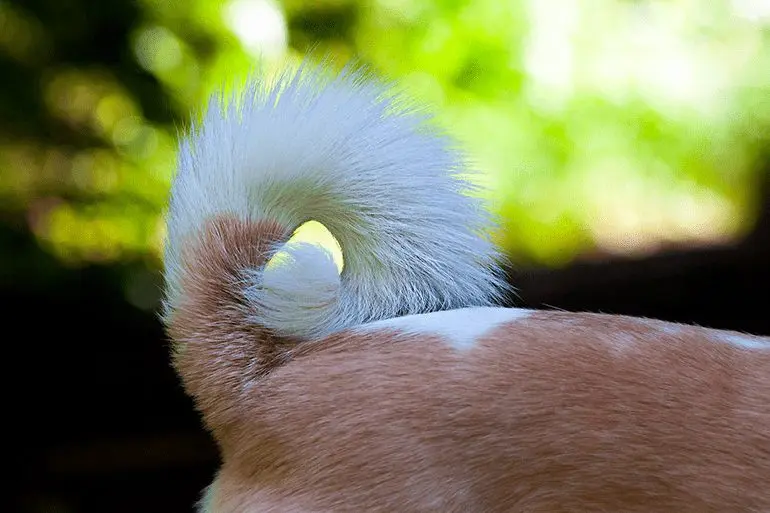 perro-con-la-cola-erizada