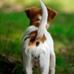 perro con la cola levantada