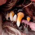 perro con las encías negras