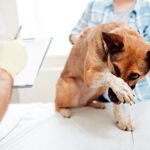 perro con tumor en el hocico en el veterinario
