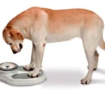 perro en la bascula