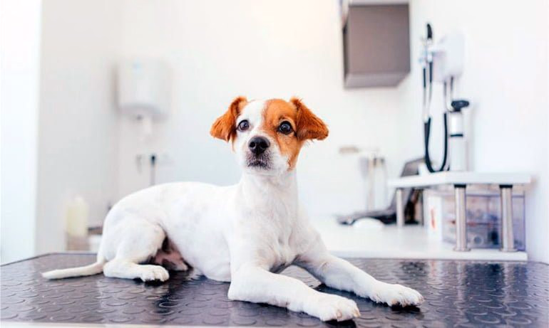 perro-en-la-consulta-del-veterinario
