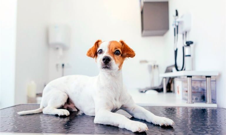 Tumeurs chez les chiens | Types, symptômes et traitement