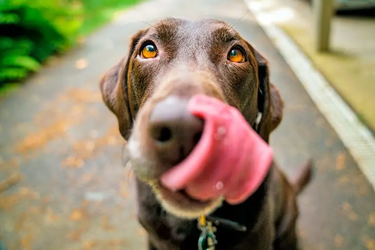 perro esperando comer levadura de cerveza