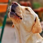 perro intuyendo peligro