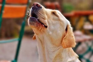 perro intuyendo peligro