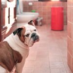 perro me acompaña al cuarto de baño