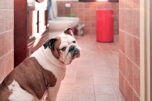 perro me acompaña al cuarto de baño