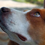 perro mirando fijamente a su humano