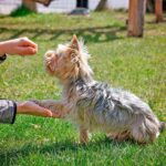 perro pequeño siendo educado