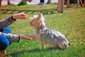 perro pequeño siendo educado