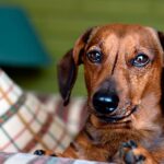 perro preguntandose cosas sobre ti