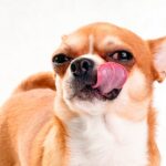 perro se relame despues de comer caca