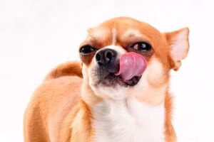 perro se relame despues de comer caca