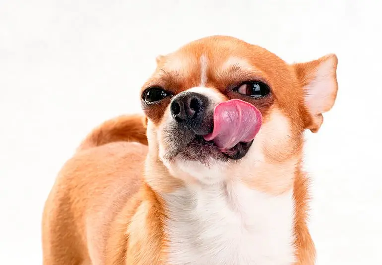 perro se relame despues de comer caca