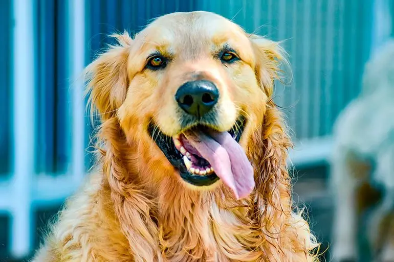 perro-simpatico-y-receptivo
